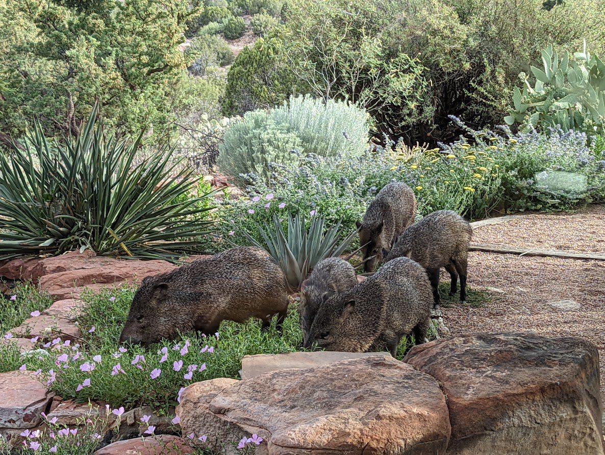 javelina-wildlife-private-vacation-property-in-Sedona