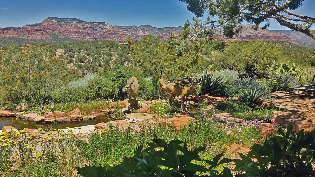 Sedona-garden-with-deer